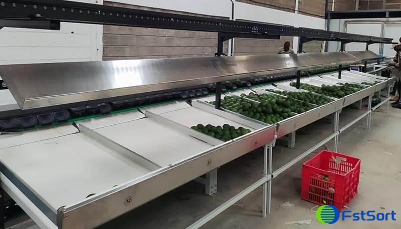 images/1714464147570Línea de clasificación de aguacates de Kenia.jpg